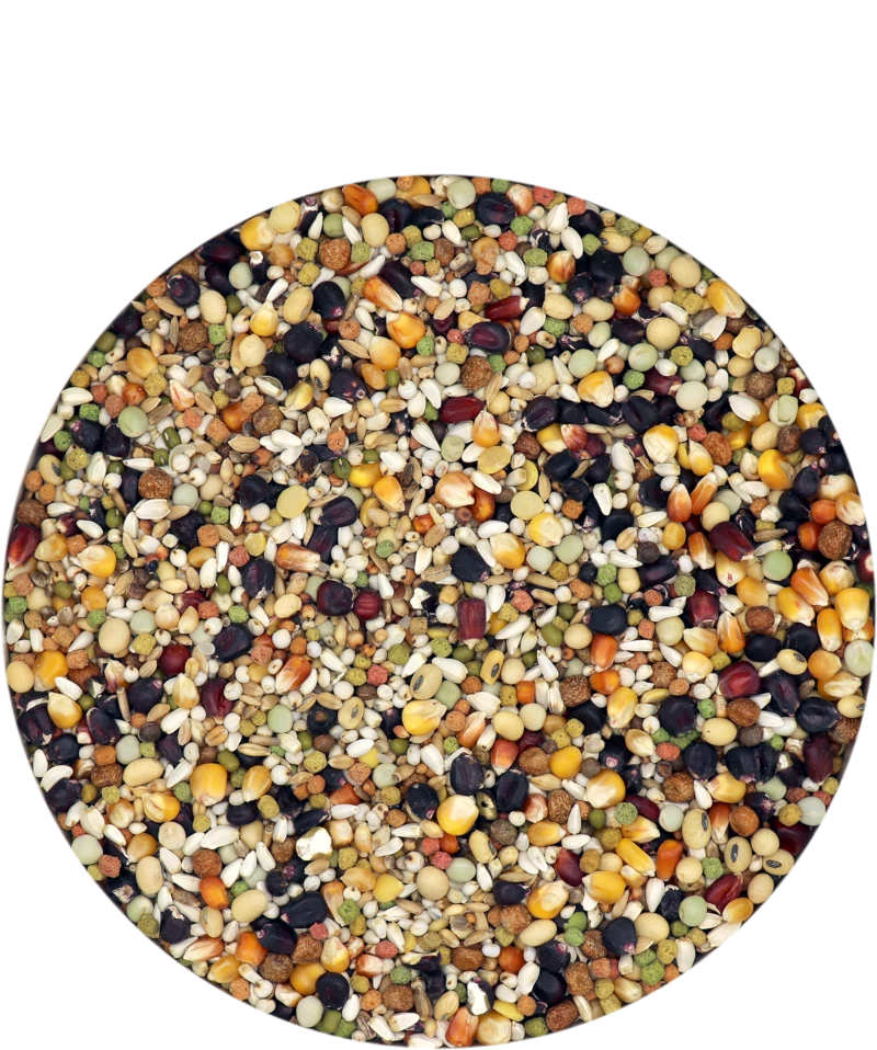 Versele Champion Plus IC+ Black Label, 20kg 3 Versele Champion Plus IC+ Black Label, 20kg