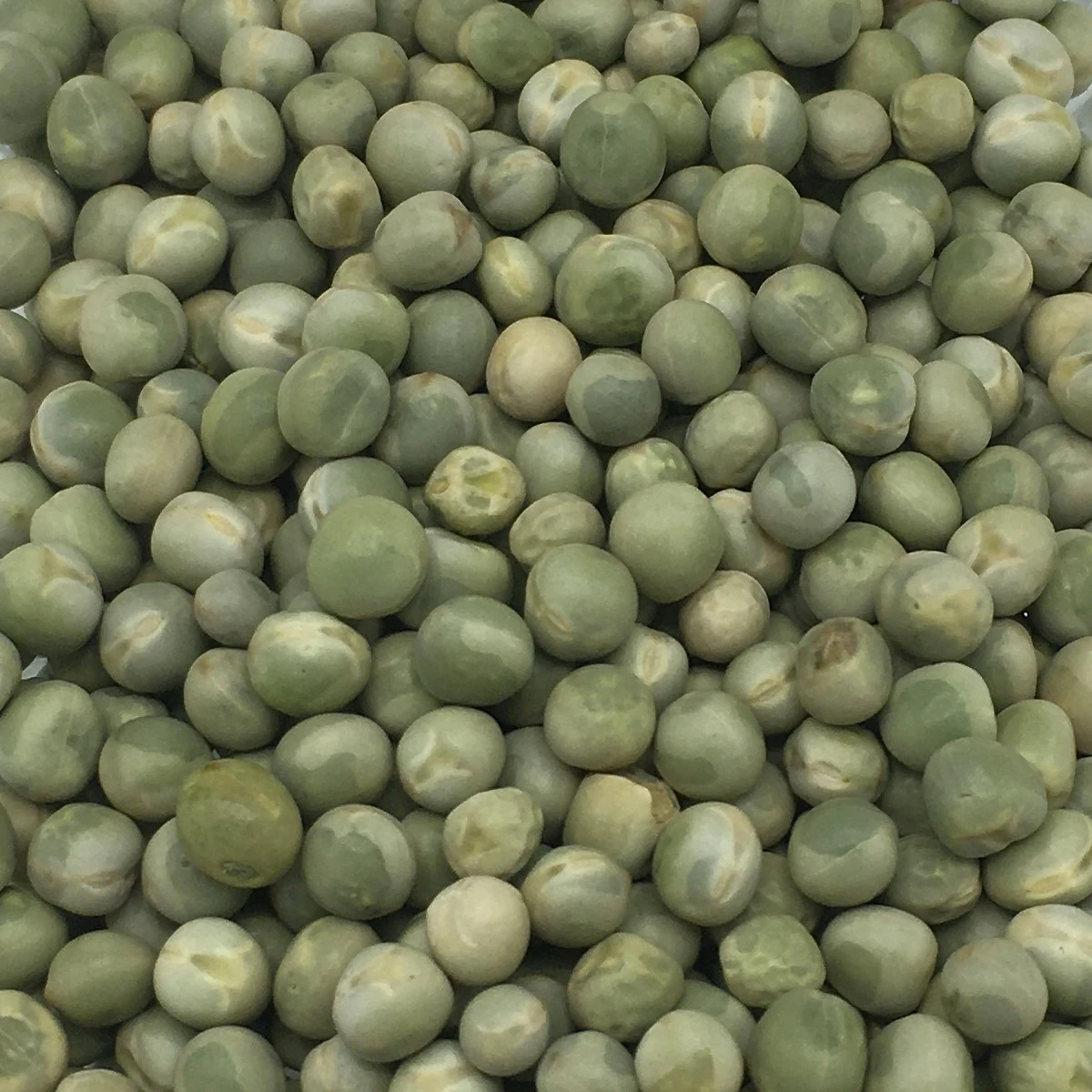 VERSELE-LAGA Erbsen Grün - Versele 25kg 3 VERSELE-LAGA Erbsen Grün - Versele 25kg