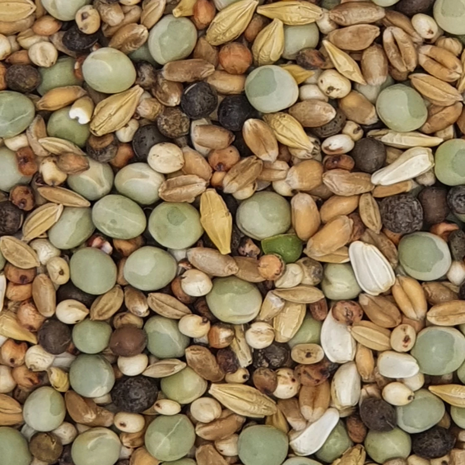 Gladen Rassetauben Ohne Mais 25kg 3 Gladen Rassetauben Ohne Mais 25kg