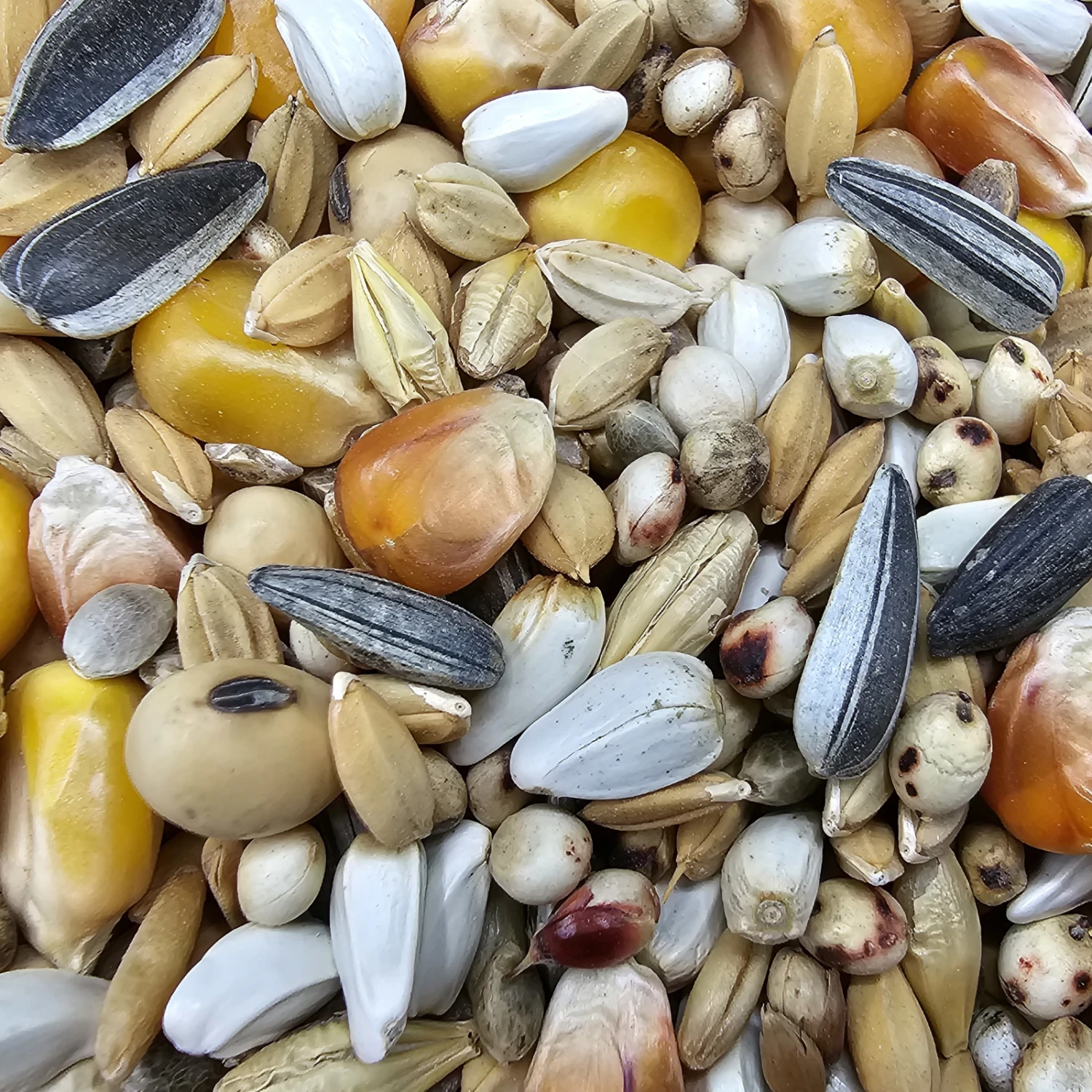 Paloma Nr.16 Weibchen Sieger + Jungtauben 25kg 3 Paloma Nr.16 Weibchen Sieger + Jungtauben 25kg