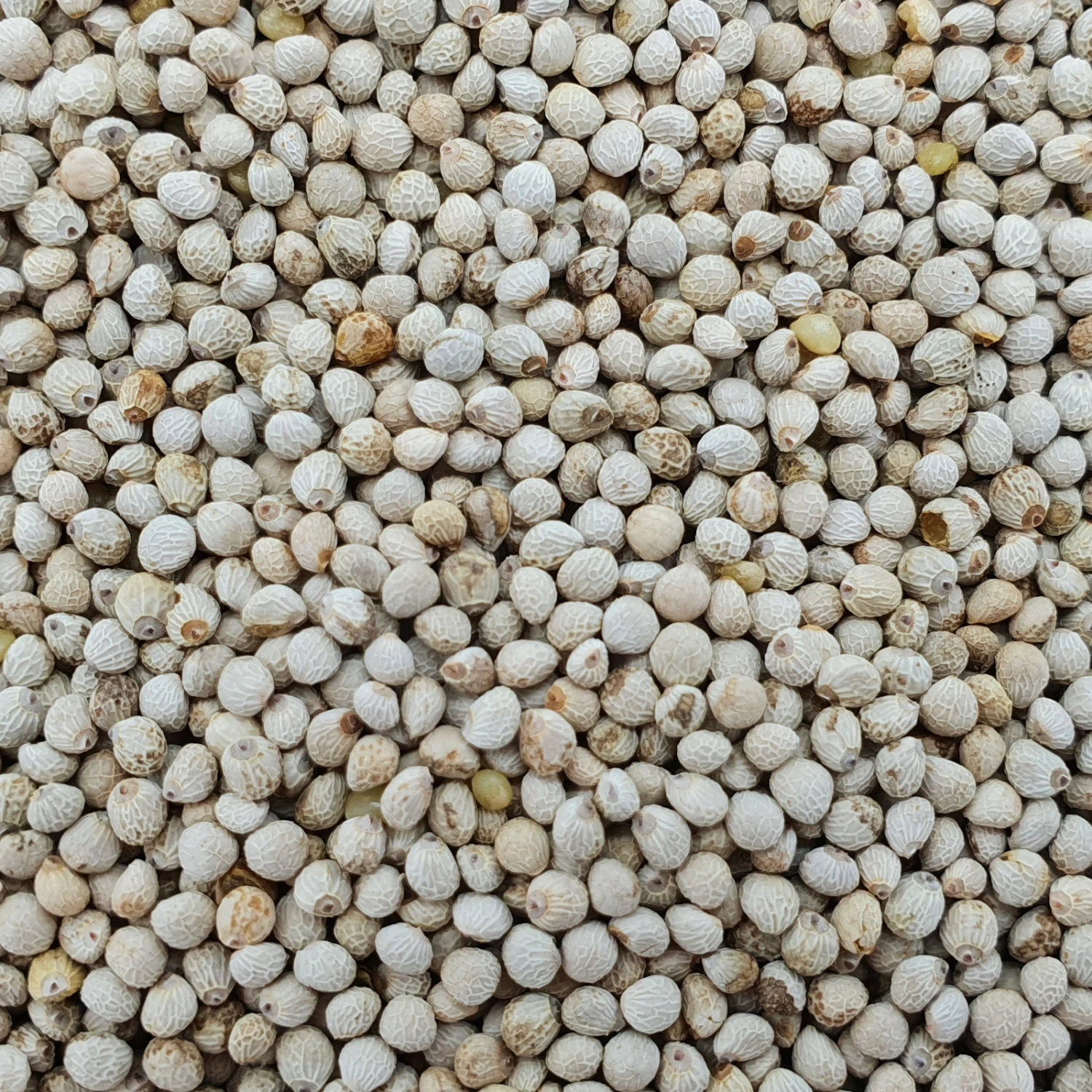 Perillasaat Weiß - Vanrobaeys 25kg 3 Perillasaat Weiß - Vanrobaeys 25kg