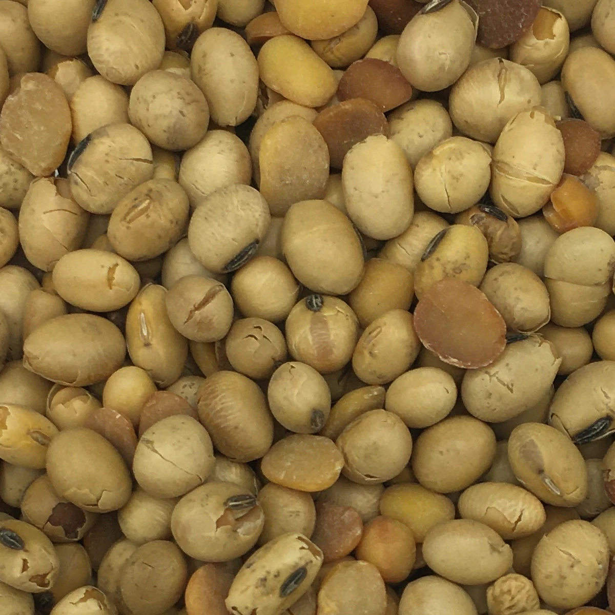 Soja GVO-Frei - Spinne 25kg 3 Soja GVO-Frei - Spinne 25kg