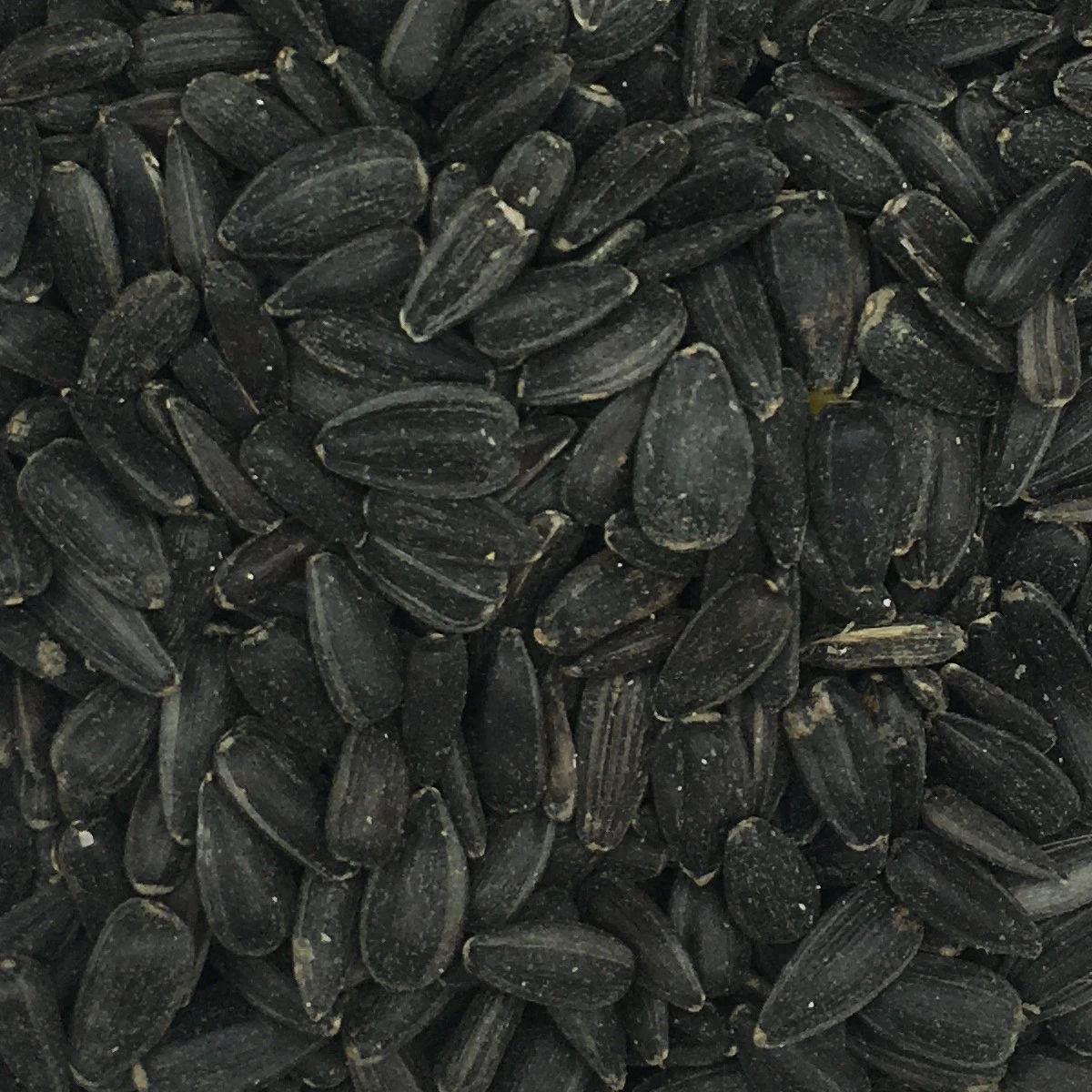 VERSELE-LAGA Sonnenblumenkerne Schwarz - Versele 15kg 3 VERSELE-LAGA Sonnenblumenkerne Schwarz - Versele 15kg